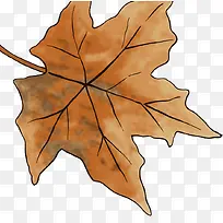 棕色纹理手绘干枯树叶