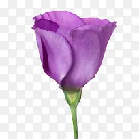 紫色植物没盛开的一朵大花实物