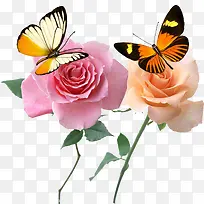 粉色玫瑰和蝴蝶