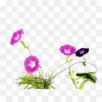 四朵牵牛花