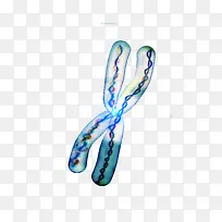 染色体图案