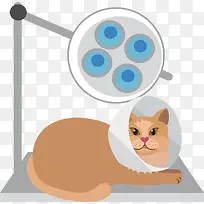 进行绝育手术的猫咪
