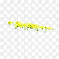 盛开的黄色小花