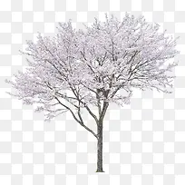 冬日中落满雪花的树木