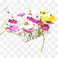 彩色野外花朵装饰草原