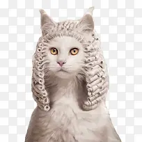 猫咪