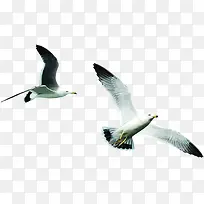 两只飞翔的海鸥