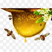 蜂巢蜜蜂