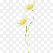 植物白色花朵花心效果