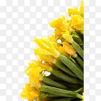 俏皮阳光装饰花卉黄瓜藤免抠图