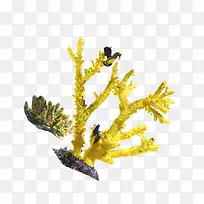 黄色珊瑚海报背景