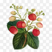 漂亮的手绘草莓