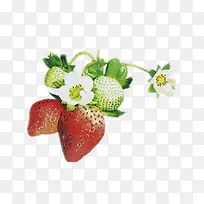 湘手绘草莓