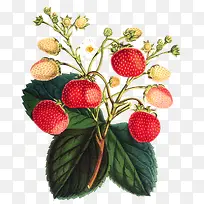 漂亮的草莓