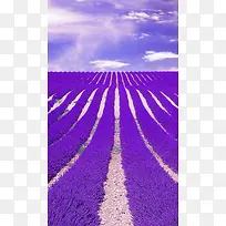 紫色梦幻薰衣草花园