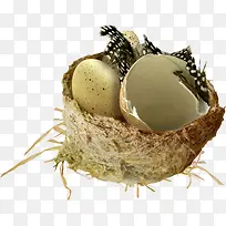 鸟窝蛋壳