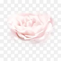 淡粉色玫瑰花