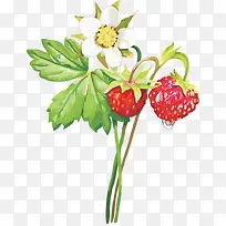 手绘草莓鲜花绿叶