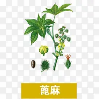 蓖麻