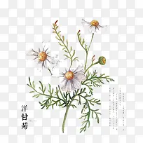 洋甘菊