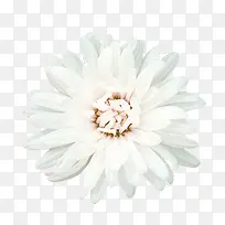 唯美白花