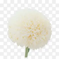一簇白色的花
