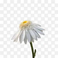 唯美小白花