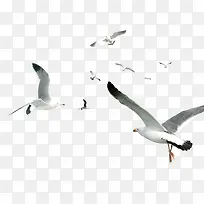 白色简约海鸥飞鸟装饰图案