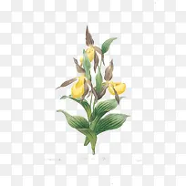 黄水仙植物图片素材