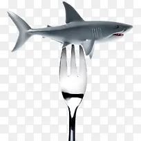 禁止捕食鲨鱼