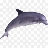 紫色海豚素材跳跃
