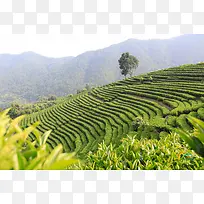 梦幻绿色茶山生态园