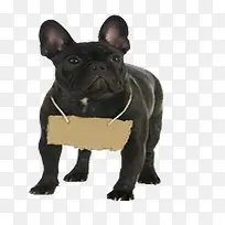 黑色小猪挂胸牌
