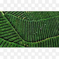 绿色高清茶园风景