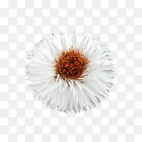 白色蜡菊图片素材