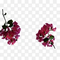 组合免抠紫薇花
