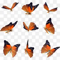 橙色翅膀蝴蝶合集