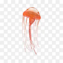 海洋生物橙色水母