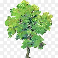 矢量大叶合欢树免扣素材