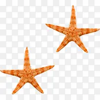 橙色海星图片
