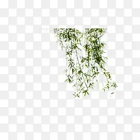 春天柳树发芽