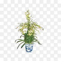 盆栽连翘花