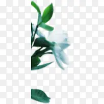 自然白茶花图案