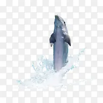 海豚