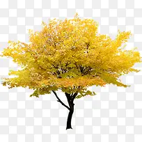 黄色大树落叶场景