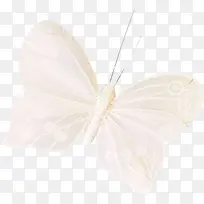 白纸蝴蝶