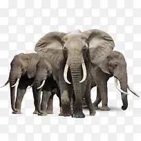 强大魁梧的非洲象家族
