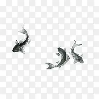黑白鲤鱼自游组图