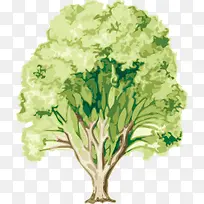 绿色树木绘图