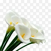 白色马蹄莲花束